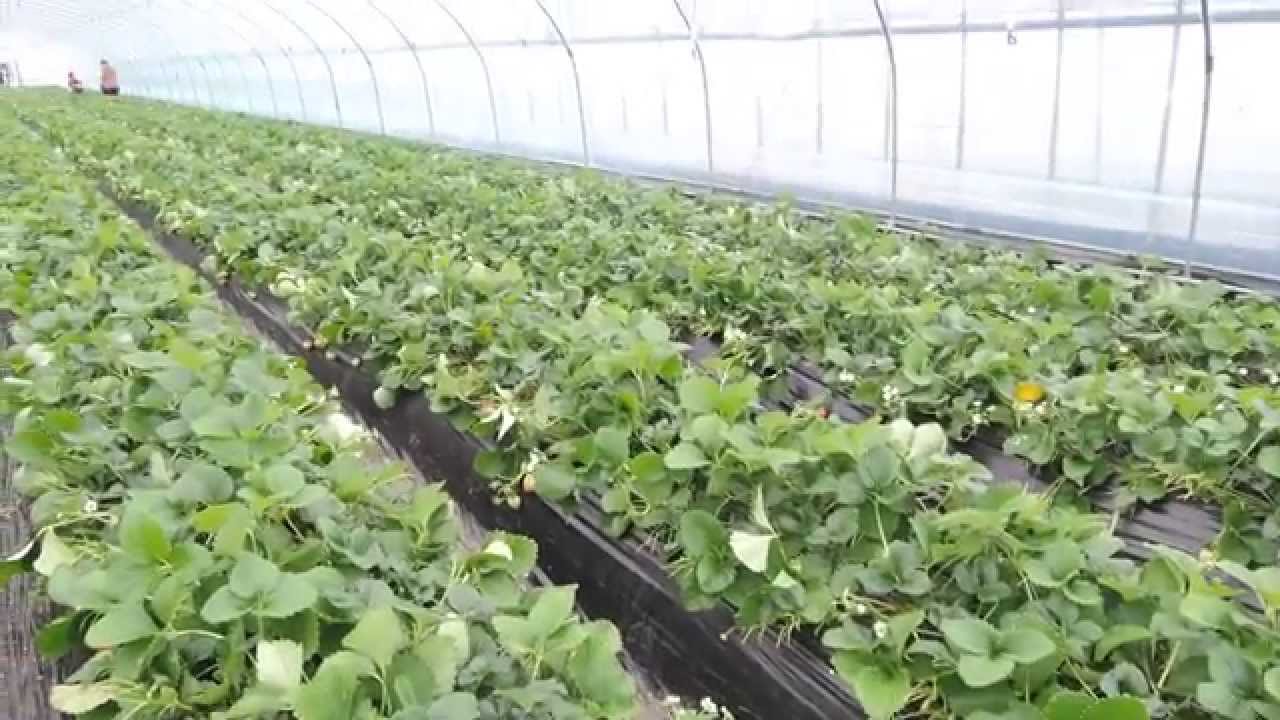 Клубника в корее Клубника в корее